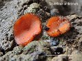 Scutellinia umbrorum-amf1409